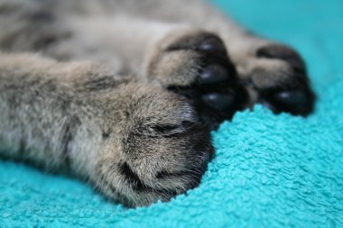 Kedi pençeleri üzerinde havlu