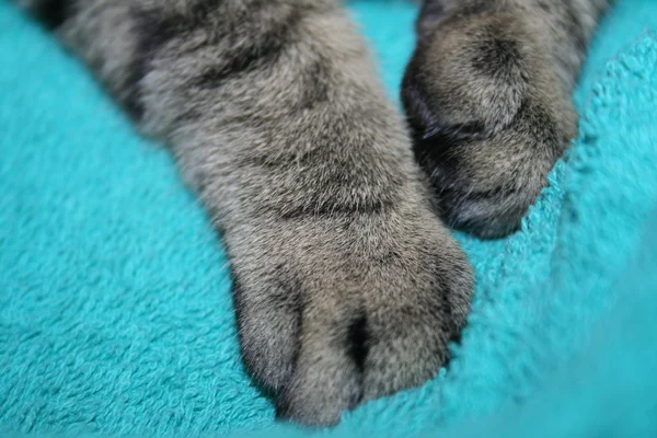 Stock image Cat paws on towel