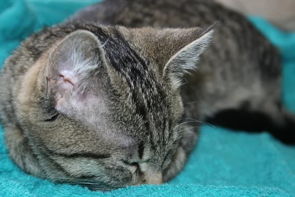 stock image Cat sleeping on towel