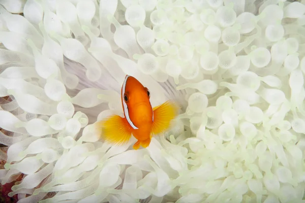 Anemonenriffbarsch Vor Einer Seltenen Weissen Seeanemone — Stock fotografie