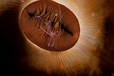 Partnergarnele vor der geschlossenen see anemone