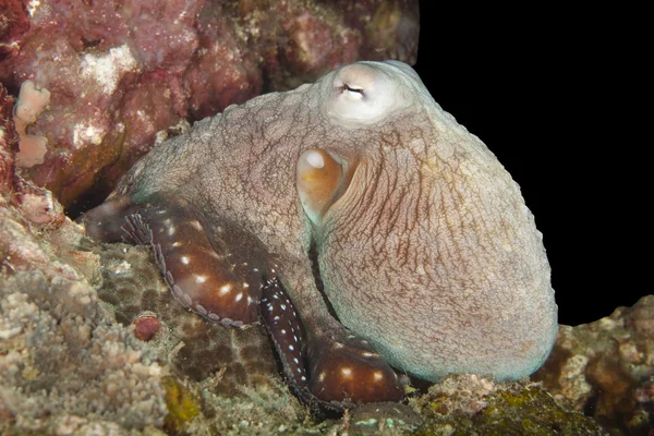 Oktopus Versucht Die Richtige Tarnung Vor Dem Австралия Finden — Stockfoto