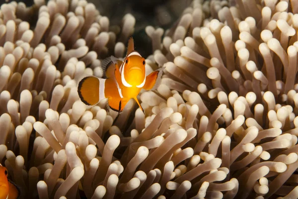 Anemonencliownfisch Posiert Vor Sejner Anemon — Zdjęcie stockowe