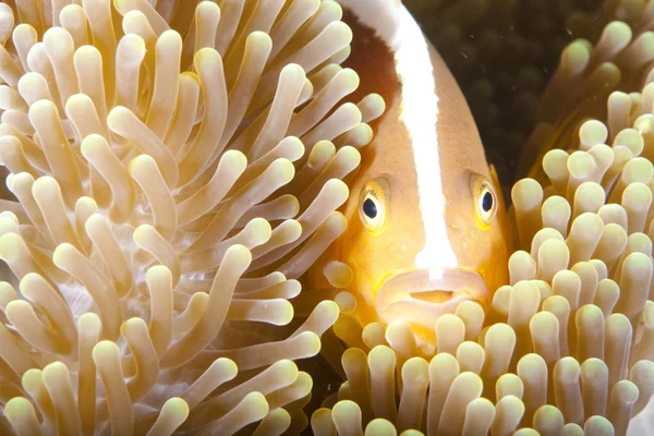 Anemonenclownfisch Versteckt Sich Seiner Anemone — Stockfoto