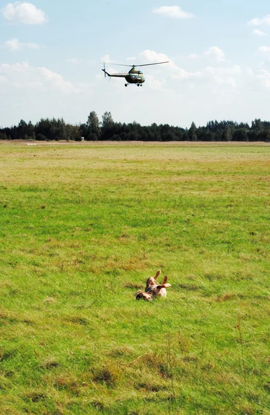Perro y helicóptero en aeródromo . — Foto de Stock