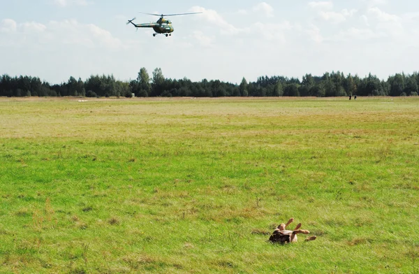 Dog and helicopter on airfield. — Stock Photo, Image