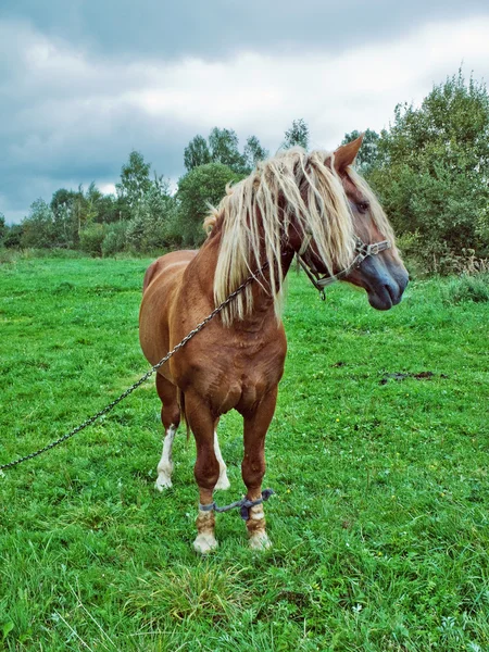Cavallo su un prato verde — Foto Stock