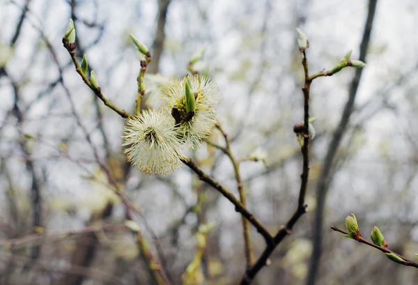 पहिल्या वसंत ऋतु फुले — स्टॉक फोटो, इमेज