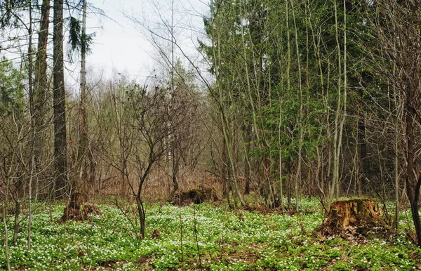 Bahar Ormanı — Stok fotoğraf