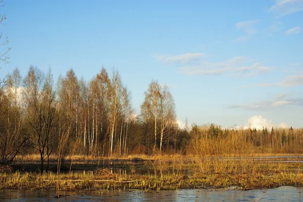 Wiosenna łąka w pobliżu rzeki — Zdjęcie stockowe