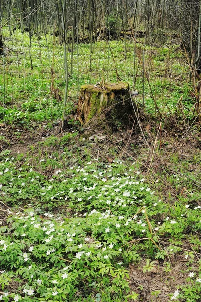 Old stub in spring wood — Stock Photo, Image