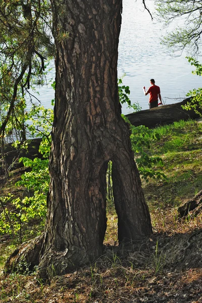 Biped árvore velha — Fotografia de Stock