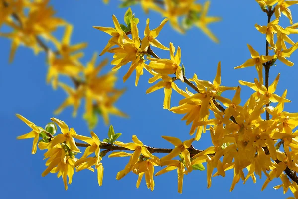 Zlatice květiny — Stock fotografie