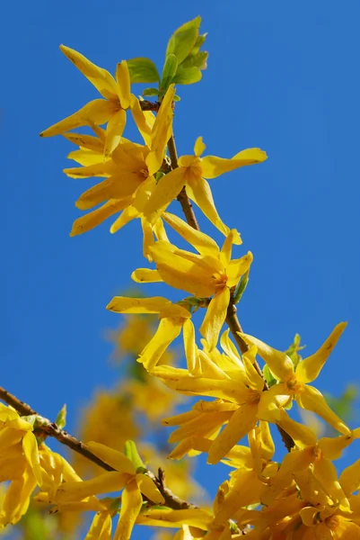 Větve Květin Žluté Zlatice Proti Modré Obloze — Stock fotografie