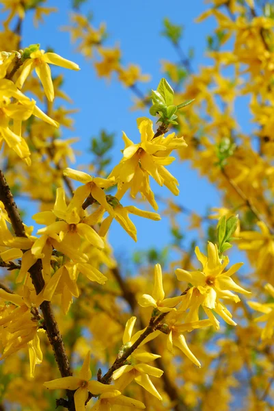 Forsythia flores — Fotografia de Stock