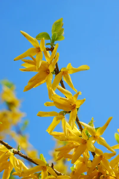 Větve Květin Žluté Zlatice Proti Modré Obloze — Stock fotografie