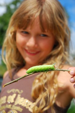 Genç kız hawkmoth caterpillar şube (tırtıl odaklanmak tutmak seyir)