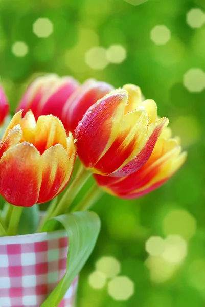 Um bando de tulipas vermelhas amarelas. — Fotografia de Stock