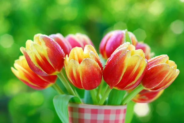 Grono czerwono żółte tulipany — Zdjęcie stockowe