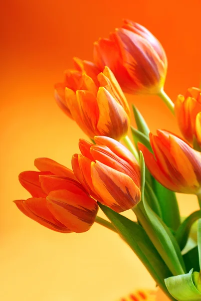 Tulipes oranges — Photo
