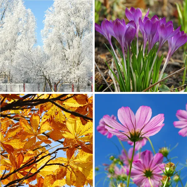 Four seasons of the year — Stock Photo, Image