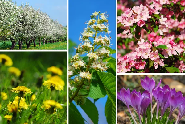Collage de primavera — Foto de Stock