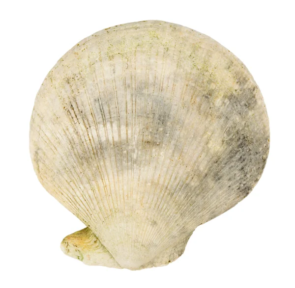 Shell marine — Stock Photo, Image