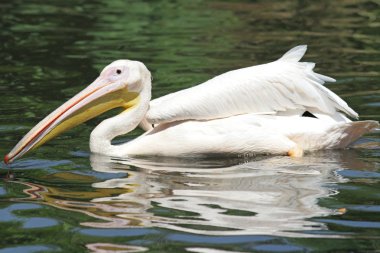 An american white pelican hunting for fish clipart