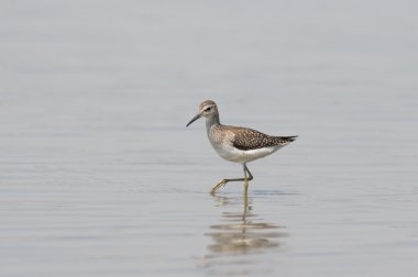 Close-Up wader (küçük ölçü)