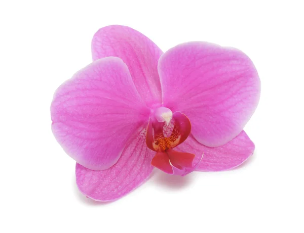 Orchid Isolated White Background — Stock Photo, Image