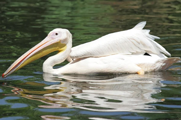 American White Pelican Hunting Fish — Stock Photo, Image