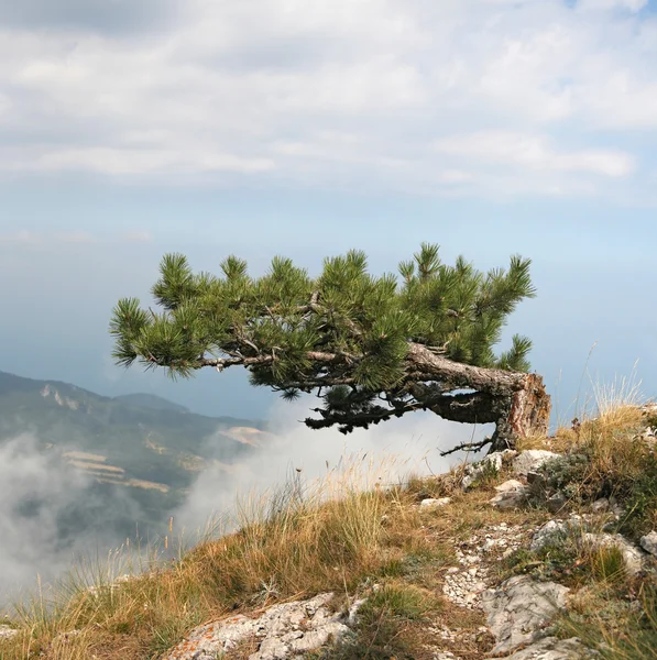 stock image Tree over the clouds