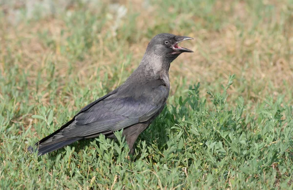 寒鸦是一只乌鸦家庭的黑暗 Plumaged 雀形目鸟 — 图库照片