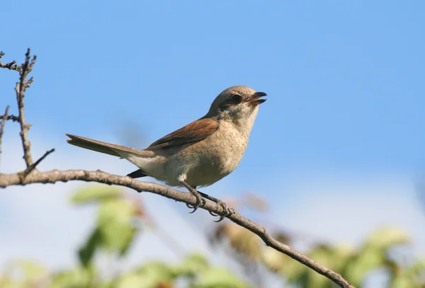 Uccello seduto su un ramo — Foto Stock