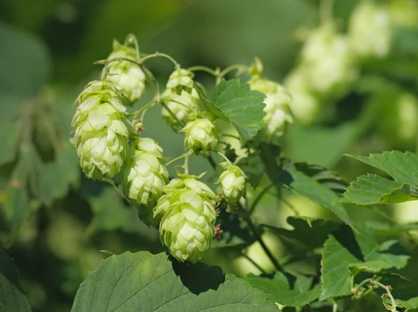 ᐈ Hops royalty stock images, Royalty Free hops pictures | download on ...