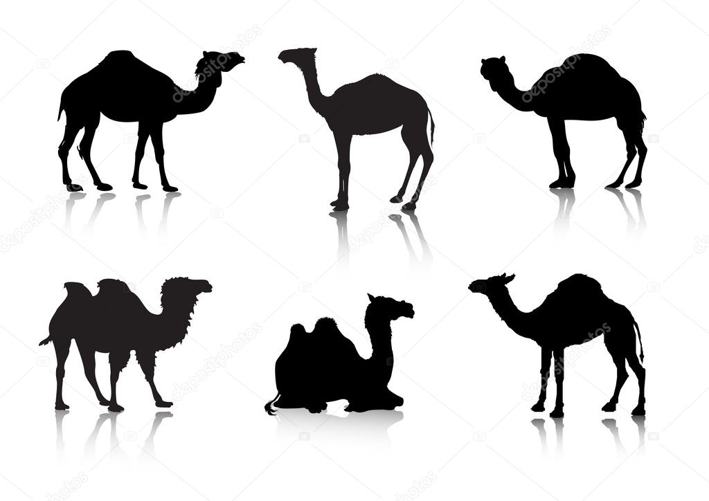 From a series Silhouettes. Animals. A camel