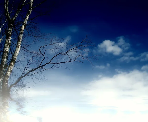 Gökyüzü ve huş ağacı — Stok fotoğraf