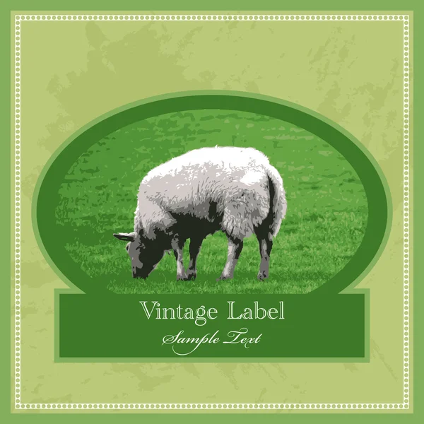 Vector Vintage Label Met Schapen — Stockvector