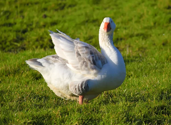 Goose on field — Stock Photo, Image