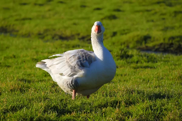 Photo White Goose Field — Stock Photo, Image