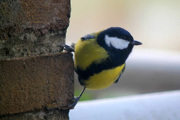 stock image Photo of tomtit bird seating on the atone wall