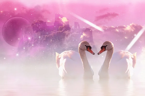 Cisnes-de-rosa — Fotografia de Stock