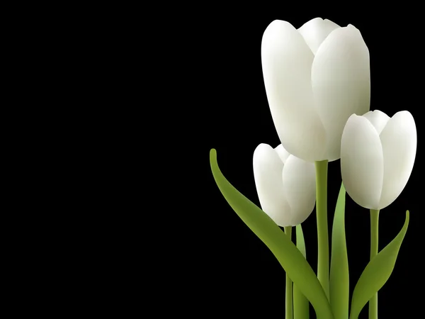 Witte tulpen — Stockvector