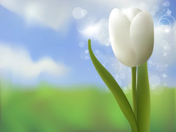 Tulipa branca —  Vetores de Stock