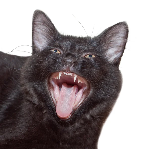 shocked black cat meme