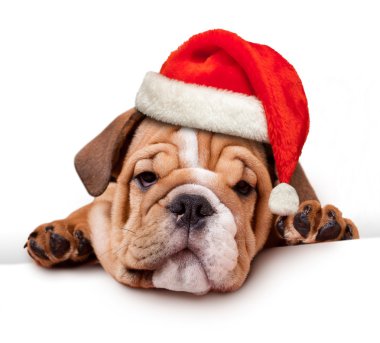 Bulldog with Santa Hat clipart