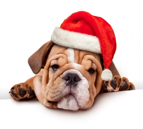 Bulldog com chapéu de Santa — Fotografia de Stock