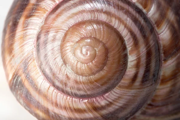 stock image Spiral on snail shells