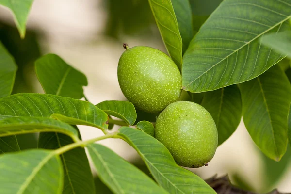 stock image Green walnuts growing on a tree