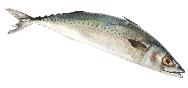 Einzelne Blaue Makrele Fisch Isoliert Auf Dem Weißen Hintergrund — Stockfoto